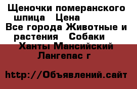 Щеночки померанского шпица › Цена ­ 25 000 - Все города Животные и растения » Собаки   . Ханты-Мансийский,Лангепас г.